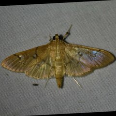 Microthyris anormalis