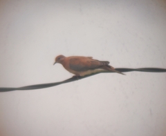 Streptopelia senegalensis