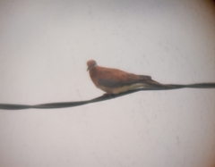 Streptopelia senegalensis