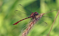 Aphylla angustifolia
