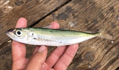 Trachurus symmetricus