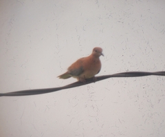 Streptopelia senegalensis