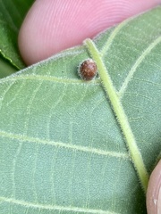 Caryomyia cilidolium