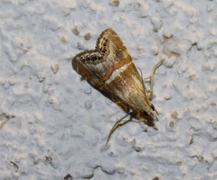 Euchromius bella