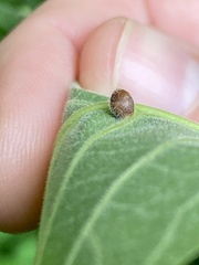Caryomyia cilidolium