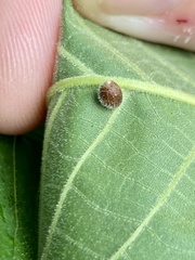 Caryomyia cilidolium