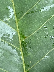 Caryomyia cilidolium