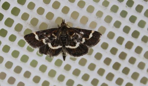 Pyrausta nigrata