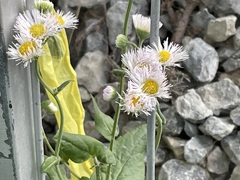Erigeron