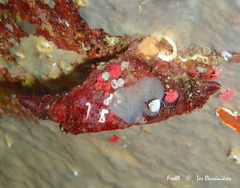 Microcosmus nudistigma