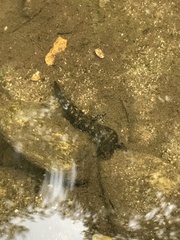 Desmognathus marmoratus