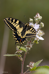 Papilio machaon britannicus