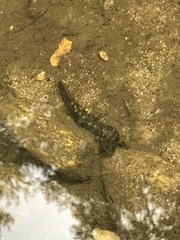 Desmognathus marmoratus