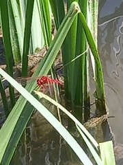 Crocothemis erythraea