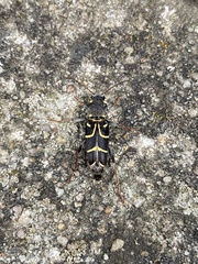 Xylotrechus antilope
