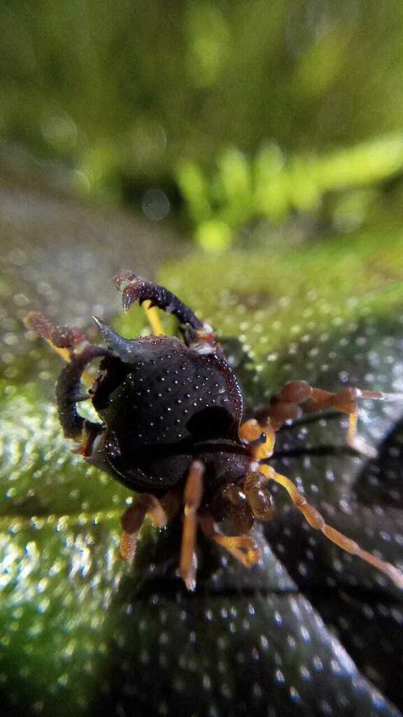 Acanthoprocta pustulata