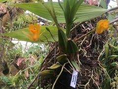 Lycaste aromatica