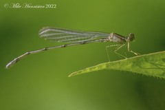 Enallagma vesperum
