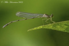 Enallagma vesperum