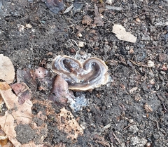 Arthurdendyus triangulatus