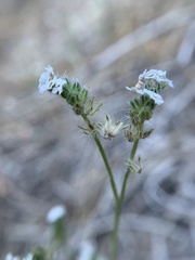 Cryptantha incana