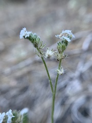 Cryptantha incana