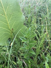 Gentiana puberulenta