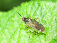 Plagiognathus arbustorum