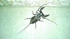 Mastigoproctus giganteus