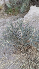 Asclepias brachystephana