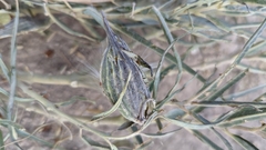 Asclepias brachystephana