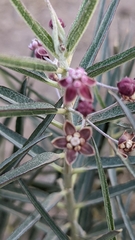 Asclepias brachystephana