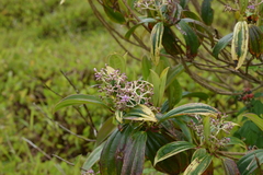 Miconia robinsoniana