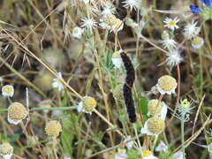 Malacosoma alpicolum