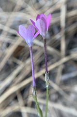 Gilia leptantha purpusii