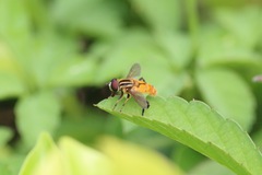 Mesembrius bengalensis