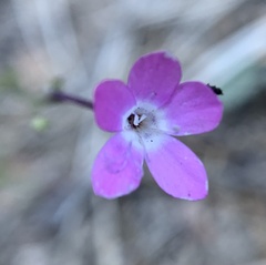 Gilia leptantha purpusii