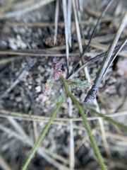 Gilia leptantha purpusii