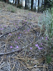 Gilia leptantha purpusii