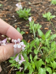 Penstemon virens
