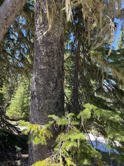 Abies procera