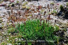 Plantago alpina