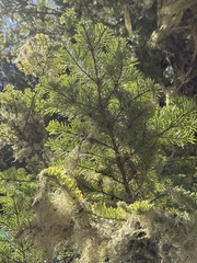 Abies procera