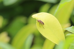 Graptostethus servus