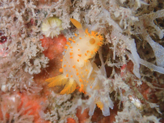 Crimora papillata