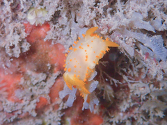 Crimora papillata