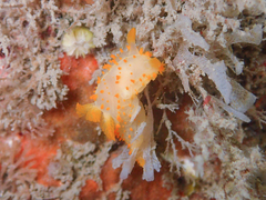 Crimora papillata