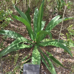 Agave caymanensis