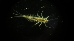 Centroptilum luteolum