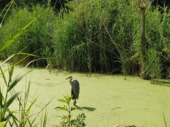 Ardea cinerea